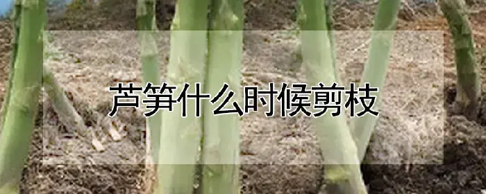 芦笋什么时候剪枝