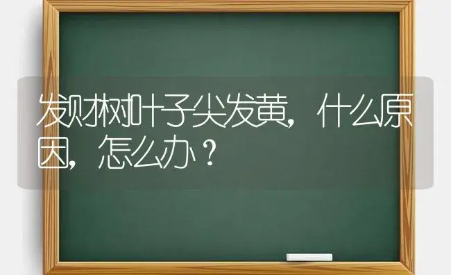 发财树叶子尖发黄，什么原因，怎么办？ | 植物问答