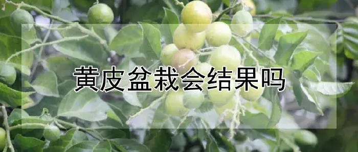 黄皮盆栽会结果吗