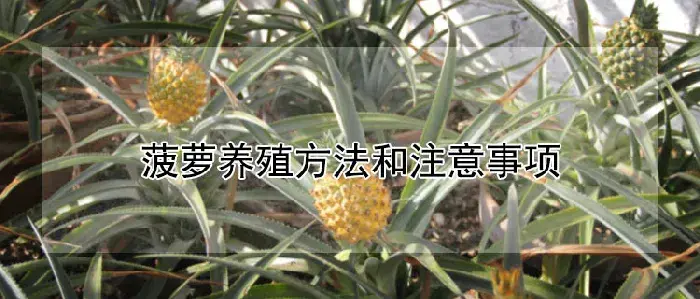 菠萝养殖方法和注意事项