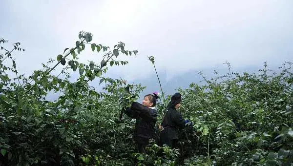 钩藤种子选种育苗技巧