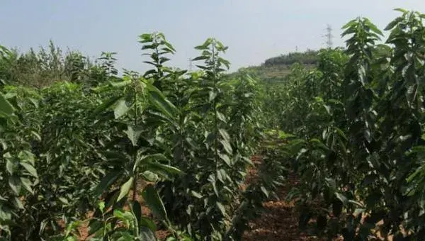 樱桃树的种植与管理技术 樱桃树的修剪方法