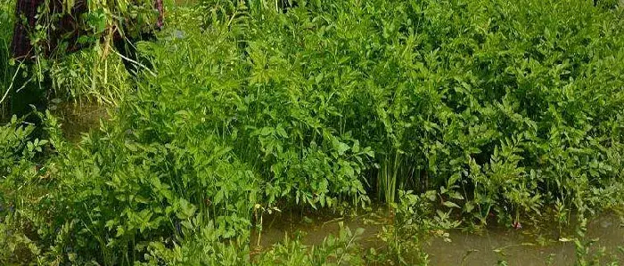 水芹菜种子种植方法和时间 水芹菜旱地种植技术