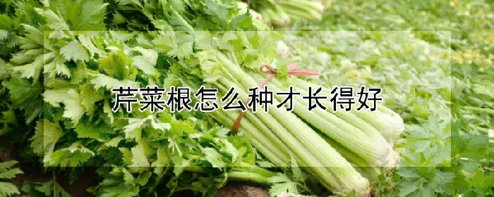 芹菜根怎么种才长得好