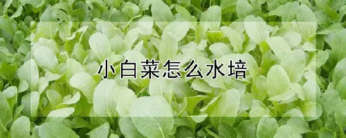 小白菜怎么水培