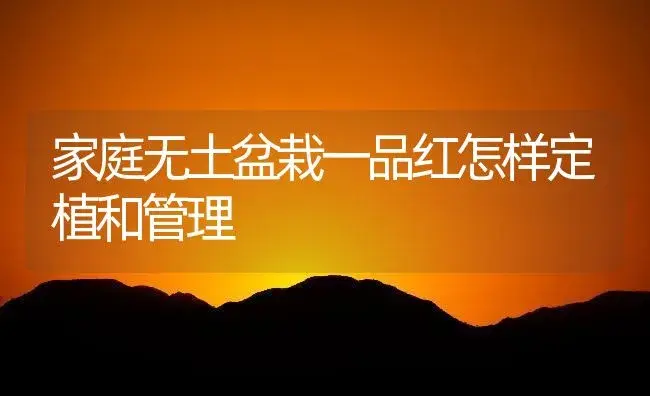 家庭无土盆栽一品红怎样定植和管理 | 植物知识