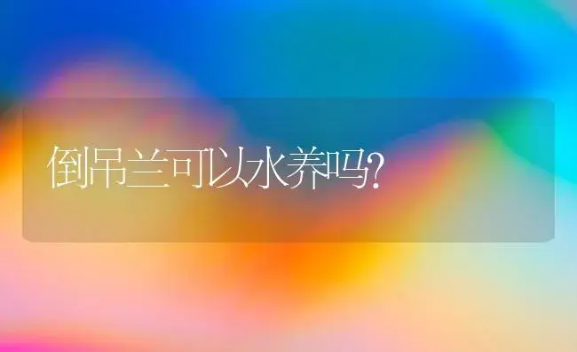 倒吊兰可以水养吗？ | 植物问答