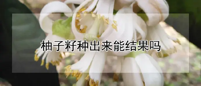 柚子籽种出来能结果吗