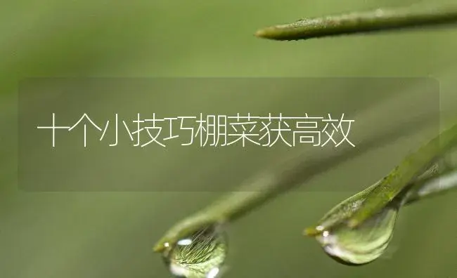 十个小技巧棚菜获高效 | 植物百科