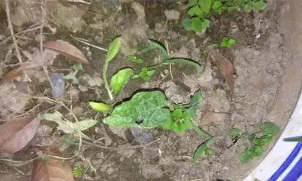 蛇瓜播种育苗注意什么