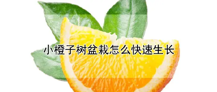 小橙子树盆栽怎么快速生长