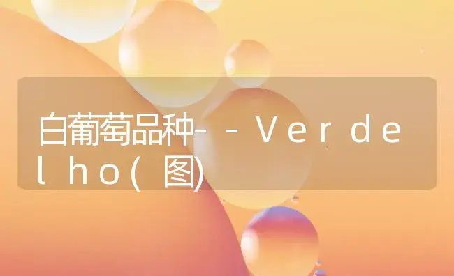 白葡萄品种--Verdelho(图) | 植物百科