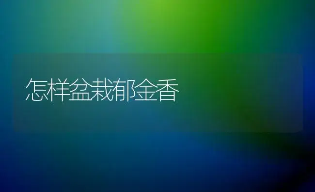 怎样盆栽郁金香 | 植物科普