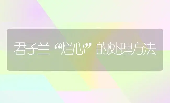 君子兰“烂心”的处理方法 | 植物知识