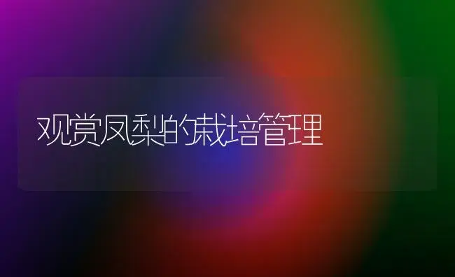 巴西铁栽培与养护(1) | 植物科普