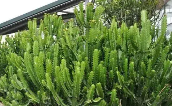 虎刺梅和金刚纂的区别，通过枝干、叶片、花朵进行区分