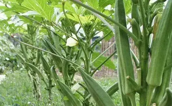 提高秋葵品质的种植方法和管理技巧详解