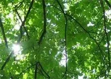 榆树虫害的防治方法