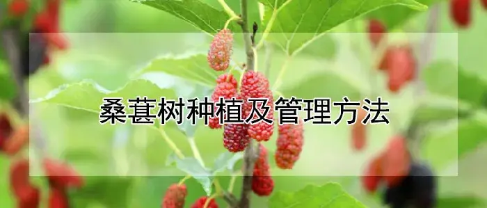 桑葚树种植及管理方法