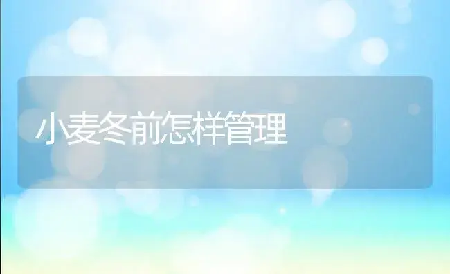 大棚芸豆巧管理 | 植物科普