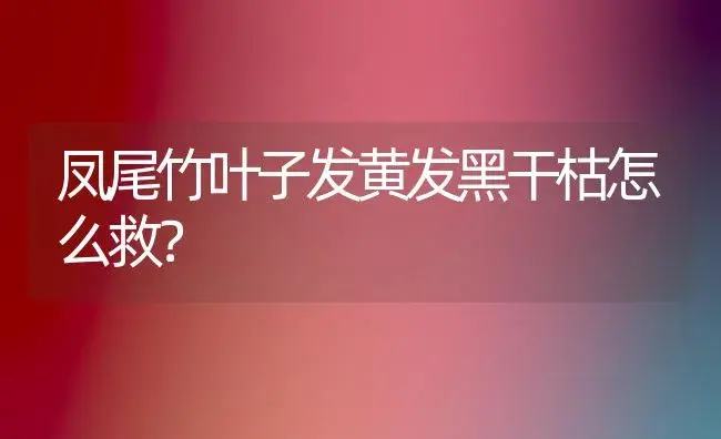 凤尾竹叶子发黄发黑干枯怎么救？ | 植物问答