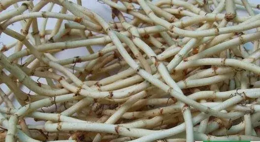 2017种鱼腥草赚钱吗？2017种鱼腥草前景及市场价格行情分析