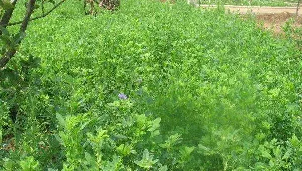 苜蓿草的种植季节时间介绍