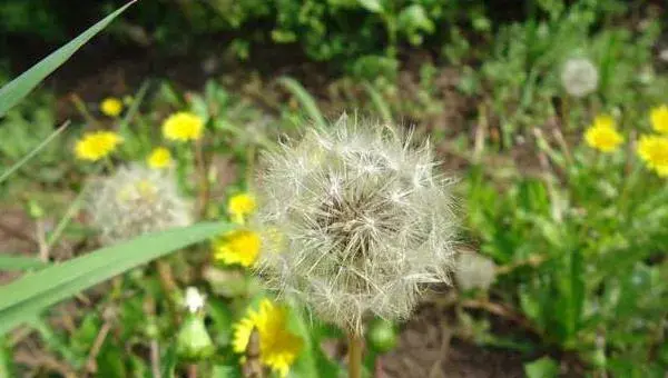 蒲公英什么时候种 蒲公英种植技术与注意事项