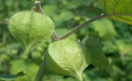 姑娘果的高产种植技术及注意事项