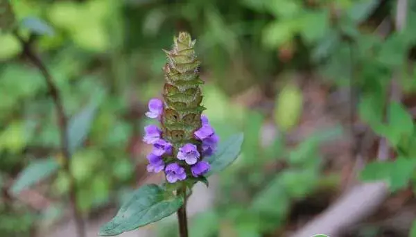 夏枯草人工种植注意点