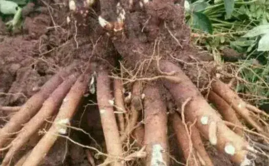 白芍种植技术，可分根繁殖和种子繁殖