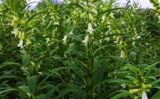 芝麻苗可以移栽吗