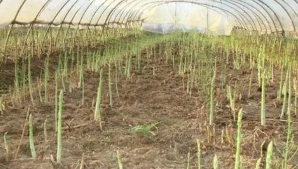 种植芦笋赚钱吗 芦笋种植前景分析