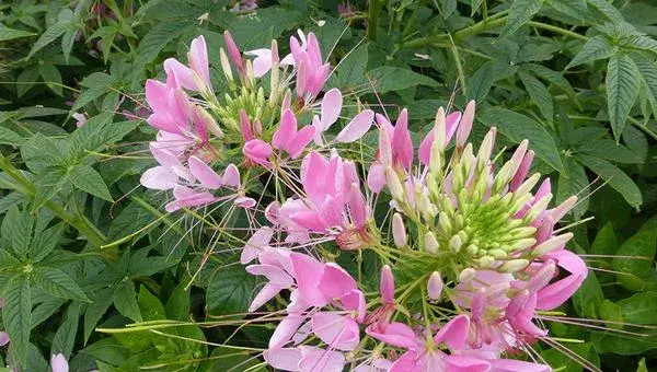 醉蝶花怎么种 醉蝶花种植方法与注意事项