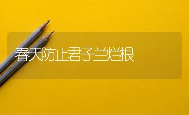 春天防止君子兰烂根 | 植物知识