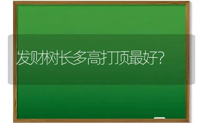 发财树长多高打顶最好？ | 植物问答