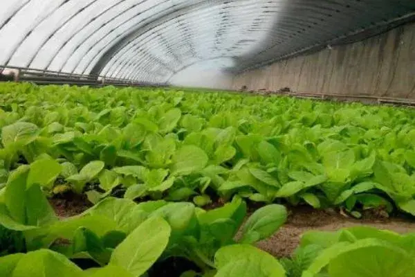 什么药材好种又好销 六个新型农业种植项目