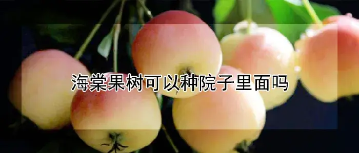 海棠果树可以种院子里面吗