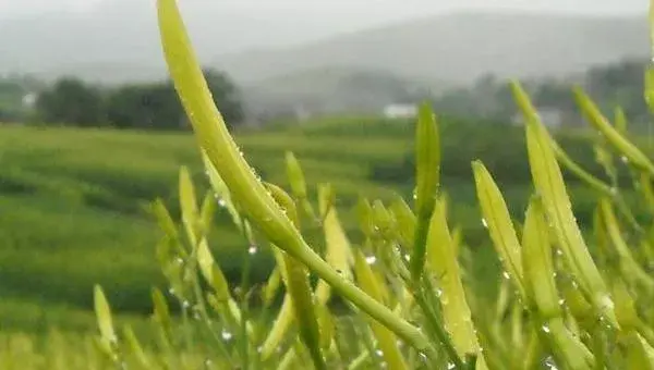 2018种黄花菜赚钱吗？黄花菜种植的利润与投资成本及前景预测