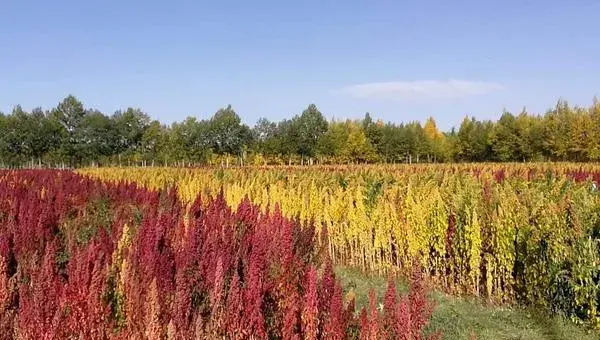 藜麦种植时间，一般在春末时节种植