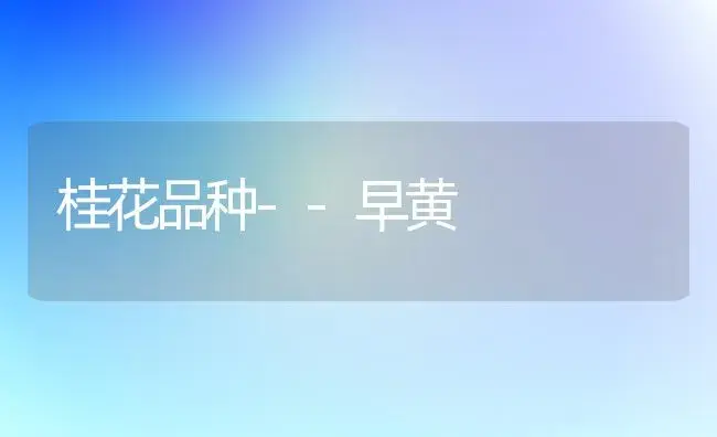 桂花品种--早黄 | 植物科普