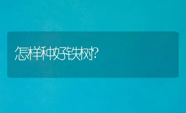 怎样种好铁树? | 植物知识