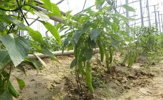 露地辣椒的种植要点和注意事项