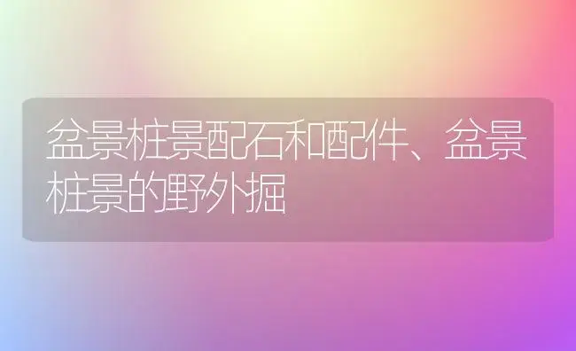 盆景桩景配石和配件、盆景桩景的野外掘 | 植物知识