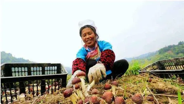 种大球盖菇前景如何 种大球盖菇效益好吗