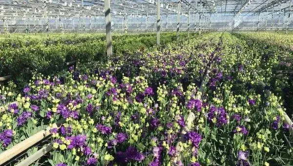 洋桔梗的种植方法及产量 桔梗什么时候播种