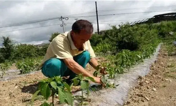 辣椒整枝打杈有什么作用？