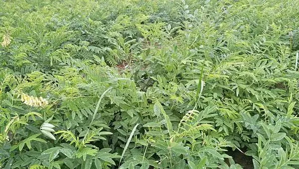 2018种苦参赚钱吗？苦参种植的利润与投资成本及前景预测