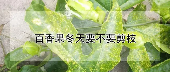 百香果冬天要不要剪枝