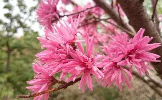 菊花桃的养殖要点及养护方法
